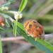 Orsilochides stictica - Photo (c) Don Verser, some rights reserved (CC BY-NC), uploaded by Don Verser