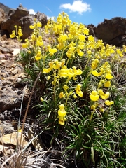 Calceolaria pinifolia