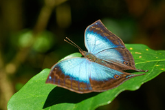 Junonia ansorgei