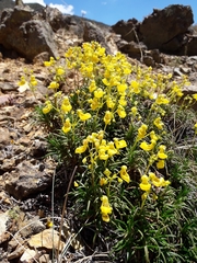 Calceolaria pinifolia