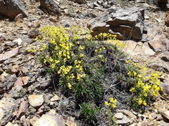 Calceolaria pinifolia