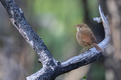 Dasyornis brachypterus