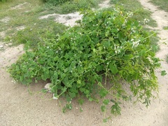 Echinopepon pringlei