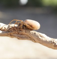 Phonognatha