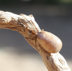 Phonognatha