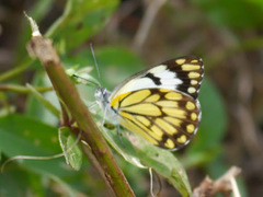 Belenois creona severina