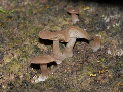 Trichocybe