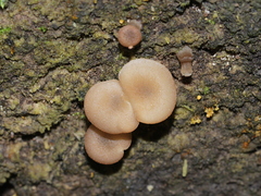 Trichocybe