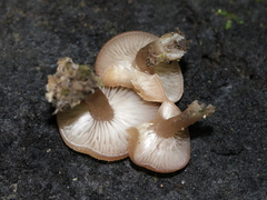 Trichocybe