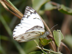 Belenois gidica abyssinica