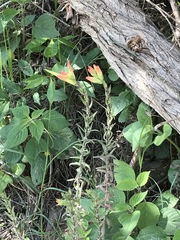 Castilleja tenuiflora