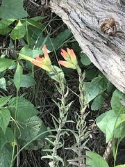 Castilleja tenuiflora