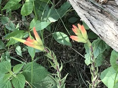Castilleja tenuiflora