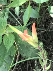 Castilleja tenuiflora