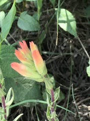 Castilleja tenuiflora