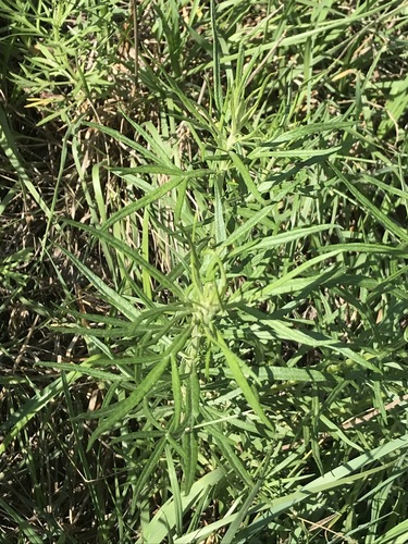 Ambrosia confertiflora