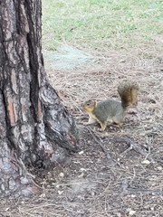 Sciurus niger