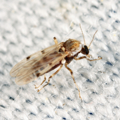 Alluaudomyia needhami