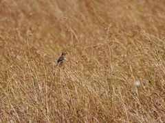 Cisticola robustus