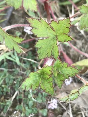 Geranium seemannii