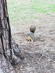 Sciurus niger