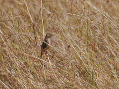 Cisticola robustus