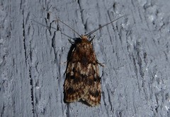 Barea exarcha