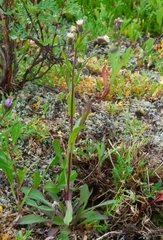 Erigeron acris kamtschaticus
