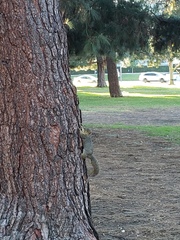 Sciurus niger