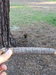 Sciurus niger