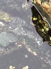 Oligocottus maculosus