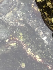 Oligocottus maculosus