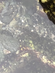 Oligocottus maculosus