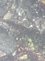 Oligocottus maculosus