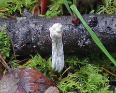 Hypomyces cervinigenus