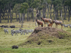 Phacochoerus africanus