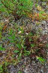Erigeron acris kamtschaticus