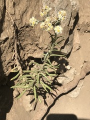 Pseudognaphalium viscosum