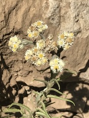 Pseudognaphalium viscosum