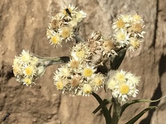 Pseudognaphalium viscosum