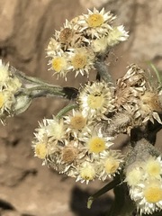 Pseudognaphalium viscosum