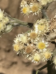 Pseudognaphalium viscosum