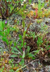 Erigeron acris kamtschaticus