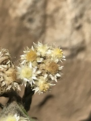 Pseudognaphalium viscosum