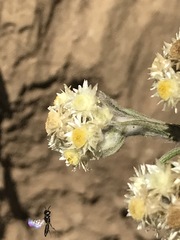 Pseudognaphalium viscosum