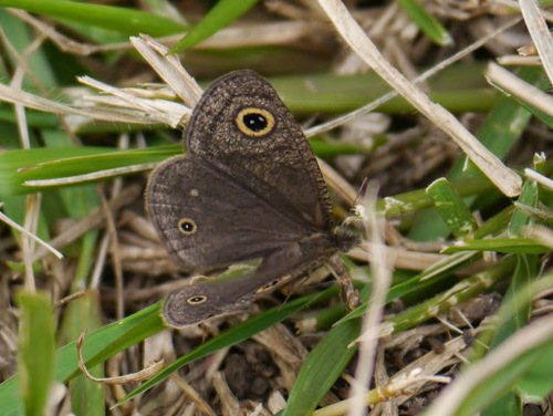 Granular Ringlet