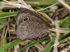 Ypthima granulosa