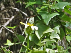Senecio macroglossus