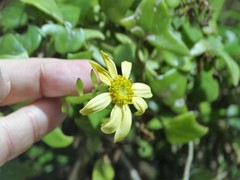 Senecio macroglossus