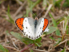 Colotis danae